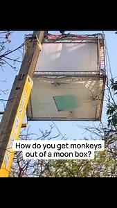 2.1K views · 1K reactions | A moon box is a large, soft light used in film and photography to create a beautiful, natural “moonlight” glow over a scene that is usually hung above the set to mimic soft night light. It’s basically a big glowing box that spreads light evenly and gently. Normally, it’s full of light… not monkeys. | Filmlights | Facebook