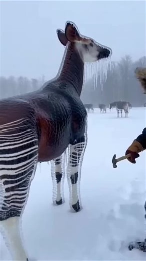 heart of the frozen wild! 😰 While trekking through the deep, silent snow, I discovered a majestic full-grown Okapi completely encased in an extra-thick layer of rock-hard ice. From its unique striped legs to its velvet-like neck, it was frozen stiff like stone, fused to the ground in an upright position. Every second was a battle for its life! Watch this intense, raw POV footage as I use a heavy hammer to rapidly shatter the dense ice prison. Witness the incredible moment it shakes off the fros