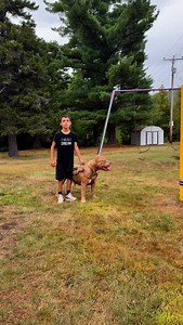 His first time working with the big dogs alone! Good job Jackson! #reels #dogtraining #viral #dogsofinstagram | I am the HULK