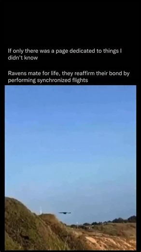 Did You Know on Instagram: "Ravens occasionally perform synchronized flight displays that look almost choreographed, especially during courtship or territorial interactions. These intelligent birds are highly skilled fliers, capable of rolling, looping, and gliding with remarkable control. When flying together, a pair or small group may match each other’s wingbeats, mirror turns, or dive in parallel, likely as a way to strengthen social bonds or show off agility. Their ability to anticipate one