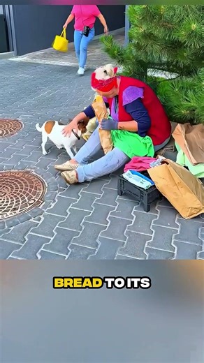 Dog Steals Bread… But Shows the Girl the True Meaning of Kindness #kindness