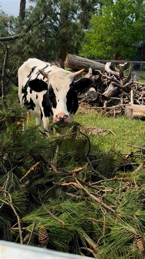 50K views · 5.7K reactions | Molly Moo #cow #storm #TexasFloods | From Suits to Boots | Facebook