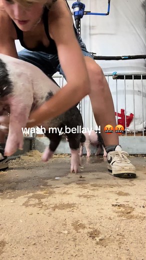 How to Properly Wash Your Show Pig