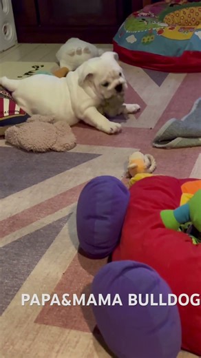 ブルドッグ子犬最後のカメラ目線可愛い#bulldog#englishbulldog #bulldoglovers#papamamabulldog#ブルドッグ#パパママブルドッグ#千葉県#南房総