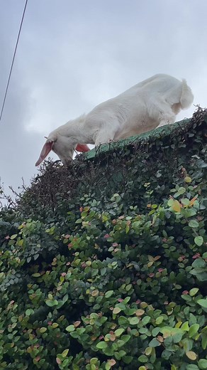 Captivating Goat Climbing and Grazing in Green Hedge