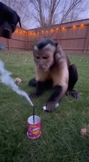 NOBODY EXPECTED This! Monkey’s SHOCKING Pink Firework Secret Revealed 😱