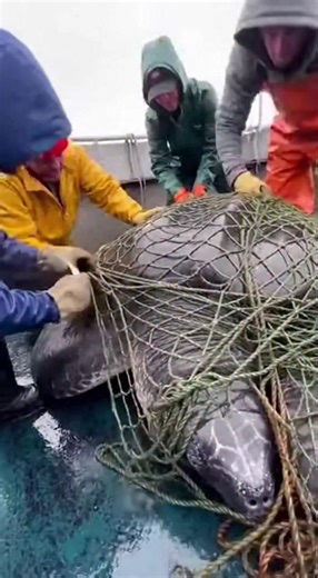 Teamwork Saves a Sea Turtle See how teamwork freed a turtle from fishing nets. #fblifestyle #AI Generated using Kling AI . . . (For entertainment purposes only. Consult professionals if guidance on activities is presented. No brand affiliation is implied if any are shown. If inspired by true events, creative adaptations may be included. Content may include public footage.) | Fabiosa Daily