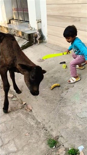 क्युट❤️ गौरी🙏#babycow #shortsfeed #calf #shortvideo #cow #ytshorts #cowvideos #shorts #cowvideo #cut