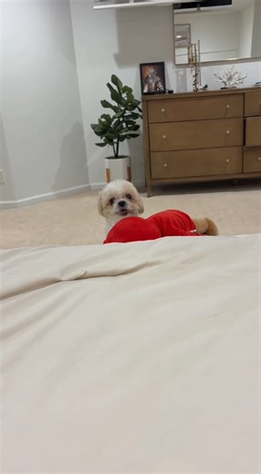 Smart dog jumps with toy baby