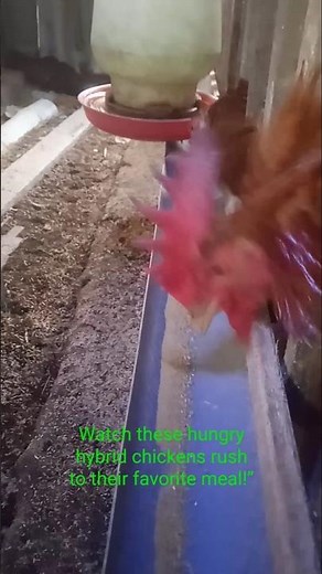 Hybrid Chickens Enjoying Their Feeding Time