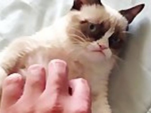 The Original Grumpy Cat