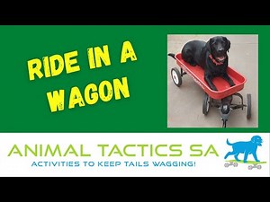 Teaching Your Dog to Ride in a Wagon - Hot Shot, Animal Tactics Level 1