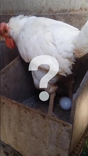 This is How an Egg Forms Inside a Chicken!"