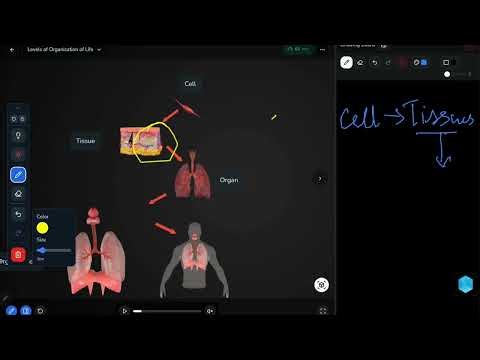 Cells: Shape & Structure Explained | Class 8 Science Chapter 2 (#cbse ) #fyp #trending #growth