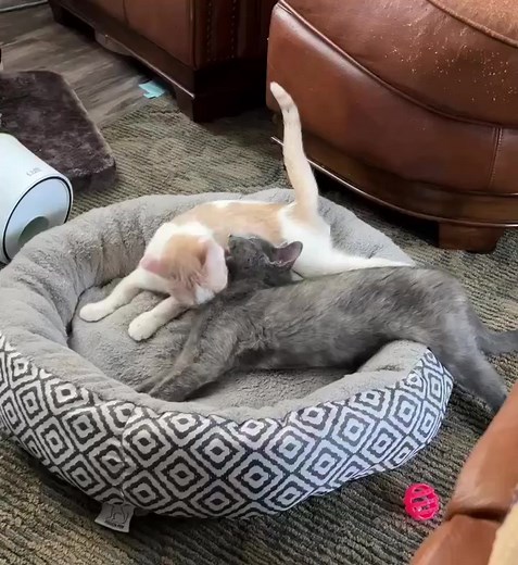 How could anyone resist these two?? Bobbi Jo (dilute torti) and her brother Weaver are a pair of special needs sweethearts who need a special home. These two have a condition called Cerebellar Hypoplasia, also known as Wobbly Cat Syndrome. Although this condition causes them to have a harder time getting around, it doesn't slow them down much and doesn't stop them from having wonderful personalities and living each day to it's fullest! These two are fine with other cats, but would do best withou