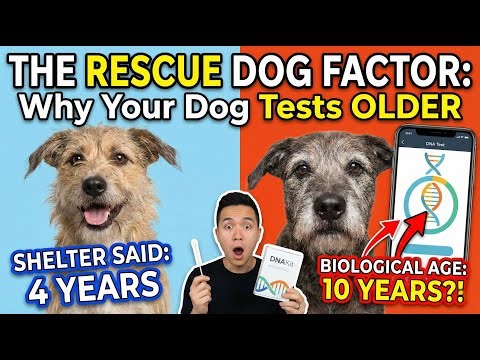 The Rescue Dog Factor Crucial Point