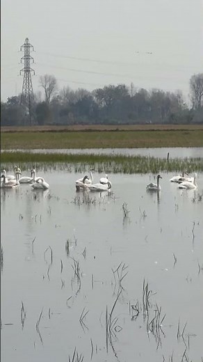 Peaceful Moments with Wild Geese in Wet Fields