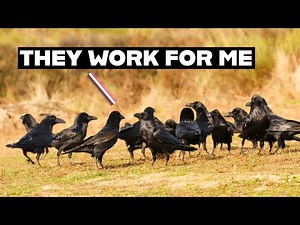 How To Befriend Crows