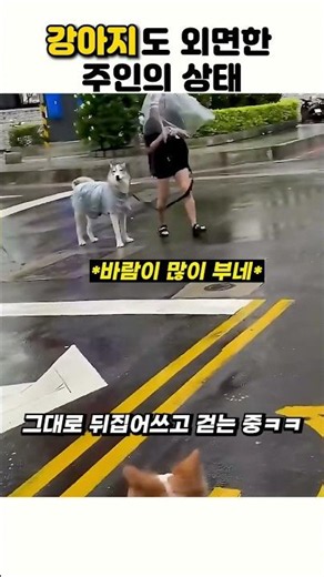 강아지도 외면한 주인의 상태 #강아지