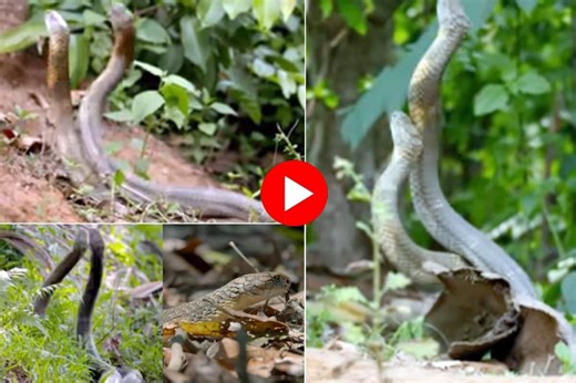 Viral Video: 2 King Cobras Fight For Nearby Queen. Watch Who Wins