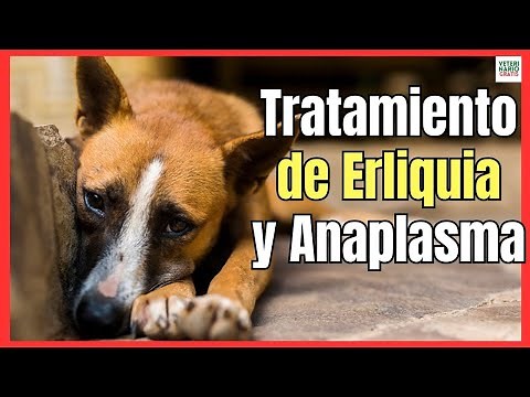 TRATAMIENTO DE EHRLICHIA Y ANAPLASMA EN PERROS (LA ENFERMEDAD DE LA GARRAPATA)