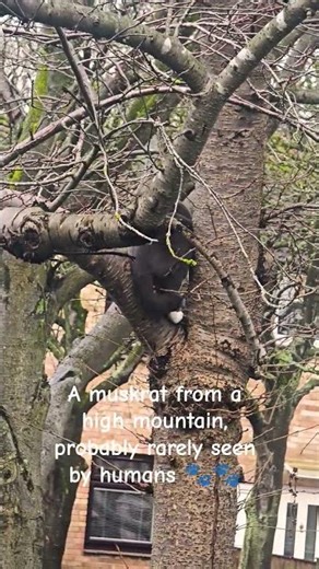 Rare muskrat 🐾🐾