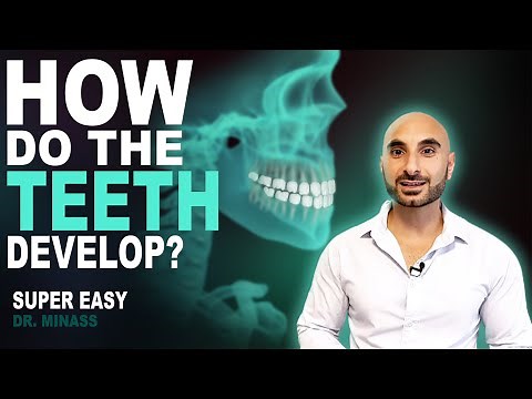Embryology of the Teeth (Easy to Understand)