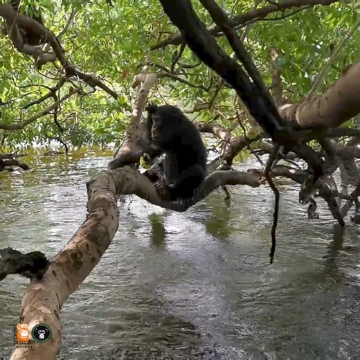 For the #OlympicGames2024 swimming competitions: you'll want to take a dip, won't you? 💧 Here's a competition we're sure to win! Chimpanzees' bones are too heavy for them to swim 🙈 On the other hand, they love to splash around, especially babies! Just like humans, actually 😊 #olympicgames #OlympicGames2024 #swimming🏊 #swimming #swimmingolympicgames #apes #greatapes #guinea #africa #splash #splasharound | Chimpanzee Conservation Center