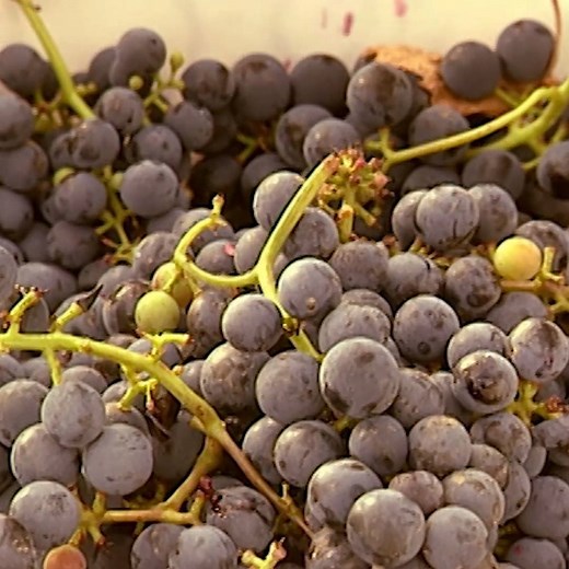 Love wine? Here's how it gets from the grape to your glass 🍷 #HowItsMade | Discovery Channel UK