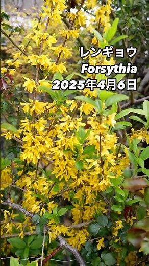 美しい黄色い花が咲き乱れるレンギョウ～ Forsythia⠀黄色の花がたくさん咲いた。2025年4月6日