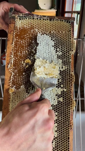 BBUILDER on Instagram: "Harvesting Raw Honey from Our Tiny Bee Farm 🍯🐝 From hive to jar — raw honey harvest on our small countryside bee farm. We calm the bees with smoke, select the sweetest frames, uncap the honeycombs, and spin out fresh golden honey. 🍯✨ No music, no voice — just the gentle sounds of beekeeping and the buzz of summer. #honeyharvest #beekeeping #rawhoney #honeycomb #beehive #bees #asmrsounds #ecofarming #naturelove"