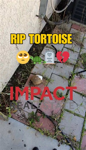 Sad Turtle Encounter: The Story of a Dried-Up Tortoise