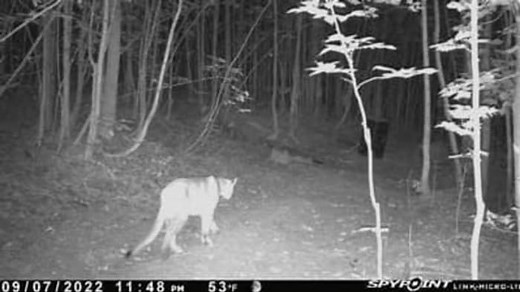 Photos: Confirmed cougar sightings in Michigan