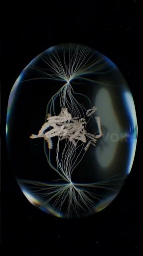 3D Journey Through Cell Division 🧬