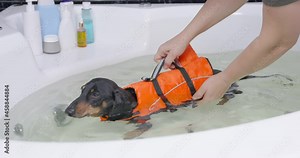 Owner conducts rehab bathing for small dachshund dog with long spine IN safeguard vest in bathtub with clear water closeup