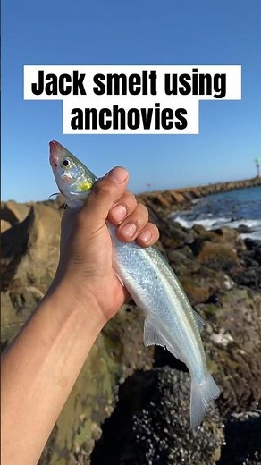 Jack Smelt Fishing Using Anchovies As Bait La Jenelle Shipwreck #jacksmelt