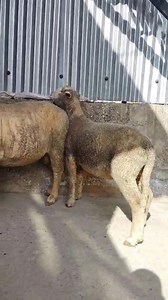 5.8K views · 123 reactions | Neck wrinkled male sheep for sale #landofkashmir 9596887008 Age : 11 months big 18 to 19 months Wool garantee Location : Budgam Exchange with neck wrinkled long tail eve accept Big 37k Small 24k 9596887008 Agar kisi ko add karwana hai too call 9797287855 | Land of Kashmir | Facebook