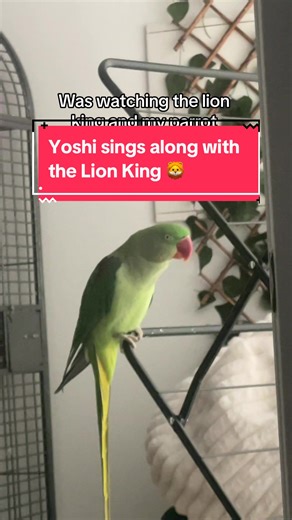 Parrot Karaoke: Yoshi Sings Along to Beyoncé