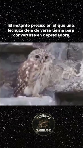 SILENCIO MORTAL: Cómo caza el depredador más perfecto del cielo 🌙