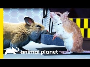This Tiny Mouse Is An Agile Predator! | Little Giants