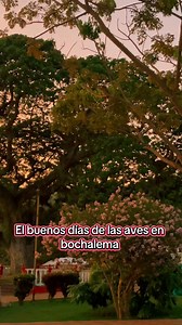 El sonido de las aves en Bochalema al amanecer es un canto sagrado de la montaña. Un coro natural que se despierta con el sol, entre guacharacas, mirlas ,toches , azulejos y turpiales que saludan el día nuevo con trinos cristalinos y notas de libertad. Es como si la naturaleza dijera: “Buenos días, caminante. Respira. Estás vivo. Estás en casa.” | TRIBU 1759 - Travel