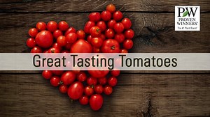 This cherry-size tomato is perfectly sized for growing in a container on your patio. | Proven Winners