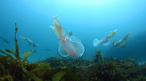 7.5K views · 107 reactions | Love calamari?! 撚 Check out this fascinating interview between VFA calamari scientist, Dr Corey Green, and Sheree Marris, where they'll reveal mind-blowing facts, research efforts and hotspots for this much-loved Victorian favourite*. *Video was filmed before social distancing restrictions were put in place. #calamari #fishingvictoria #fisheriesscience | Victorian Fisheries Authority | Facebook