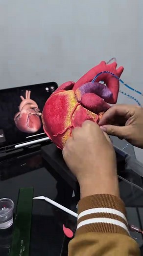 Maqueta del corazón con movimiento