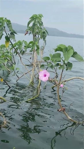 Bush Morning Glory🌸 #flower #shorts