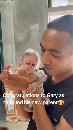 Macaque monkeys available on TikTok