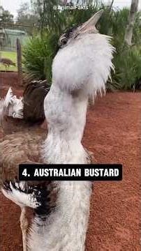 Which Animal Sound Is Your Favourite? 🔉🐨 Cute & Funny Animal Sounds Compilation#shorts