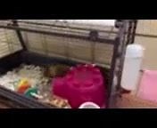 If you’ve never seen guinea pigs doing a meet & greet, here you go. There’s a whole lot of “oinking” going on! ❤️ Congratulations on your adoption Milo!! 🎉🎈🎊 **picture in comments | Jackson County Animal Shelter - Michigan