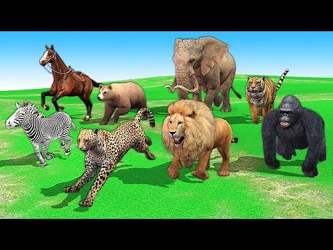 Animals Running Race Videos For Kids Children | Learn Wild Animals Names & Sounds For Toddlers