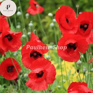 200 Pcs Turkish Tulip Poppy Seeds Red Flower Seed - Etsy